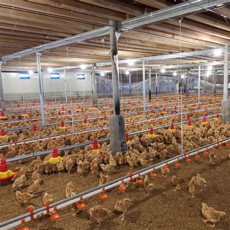 Complete Automatic Controlled Poultry House Chicken Farm Building For