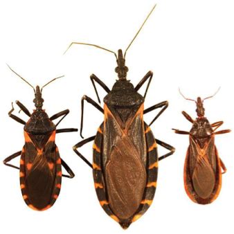 The Kissing Bug and Chagas Disease: What You Need to Know - HomeTeam Pest Defense