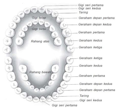 Pengertian serta Susunan Struktur Gigi dan Macam-macam Jenis Gigi ...