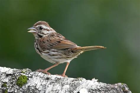 Birds That Look Like Sparrows Meet The Lookalikes