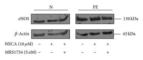 Stimulation Of A2bar Generates Nitrotyrosine Formation A