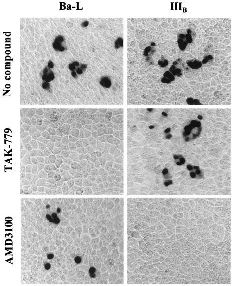 A Small Molecule Nonpeptide Ccr5 Antagonist With Highly Potent And