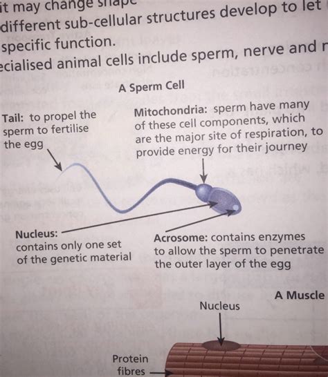 Cell Specialisation Flashcards Memorang