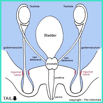 Canine Testicular Anatomy