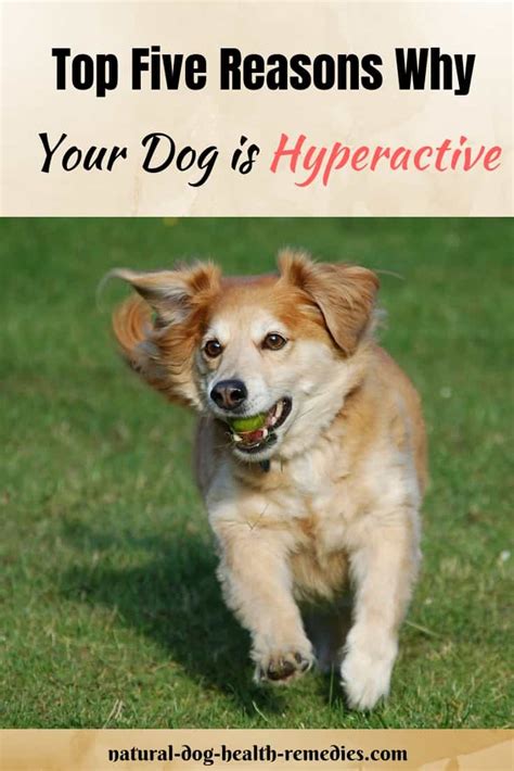 Hyperactive Dogs Symptoms And Causes