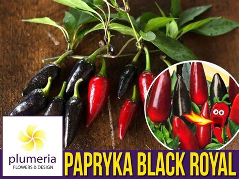 Papryka Ostra Black Royal Nasiona Niska Cena Plumeria Pl