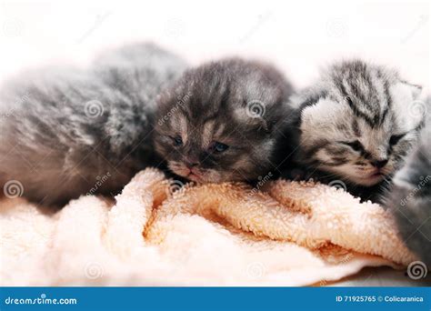 New Born Kittens First Day Of Life Stock Image Image Of Pedigree