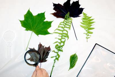 Crayola Canada Lesson Plans EXPLORING LEAVES Printmaking Line