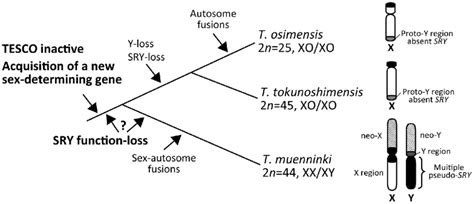 Evolution Of The Y Chromosome And Sex Determining Mechanism In The