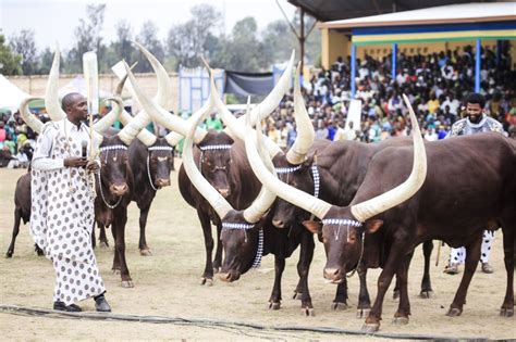 Photos Inyambo Parade Festival To Showcase Cultural Heritage The New