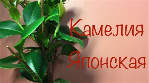 Обзор покупки Камелия Японская - YouTube
