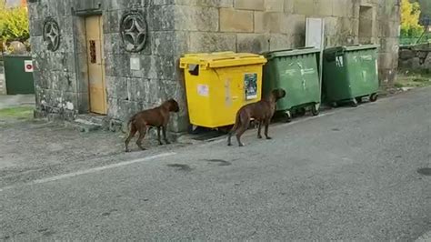 Los Ataques De Los Perros De Un Vecino Causan Temor En Una Parroquia De