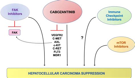 Frontiers Cabozantinib For HCC Treatment From Clinical Back To