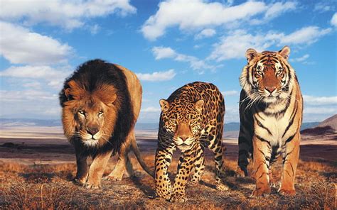 Tiger family 1080P, 2K, 4K, 5K HD wallpapers free download | Wallpaper ...