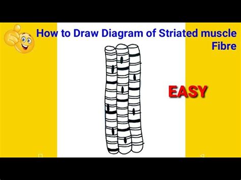 Striated Muscle Diagram