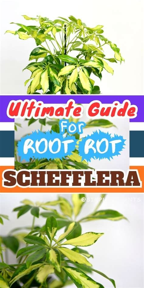 Best Pruning Schefflera Techniques Step By Step Guide Artofit