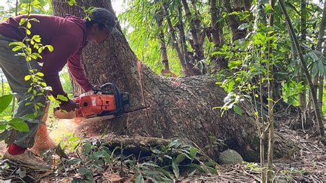 Unique Trembesi Tree Cutting Stihl Ms 881 Chainsaw YouTube