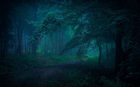 Fondos De Pantalla Luz De Sol Rboles Paisaje Bosque Noche