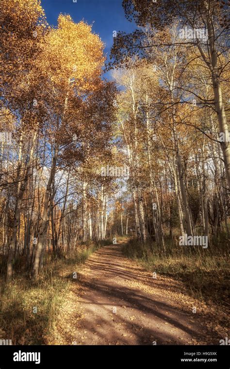 Aspen Trees Line The Dirt Road In The Country Stock Photo Alamy