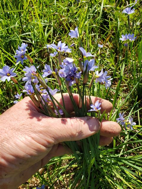 Blue Eyed Grasses From Chambers County Tx Usa On March At