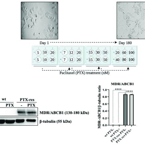 Generation And Determination Of Paclitaxel Ptx Resistance In Mcf