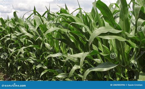 Green Corn Plants On A Clear Windy Summer Day In The Field Stock Footage Video Of Summer Corn