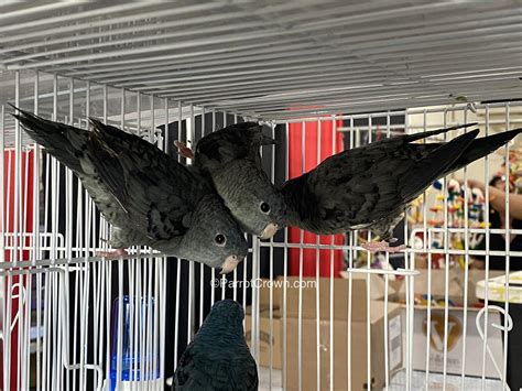 Black Lineolated Parakeets for sale - ParrotCrown.com