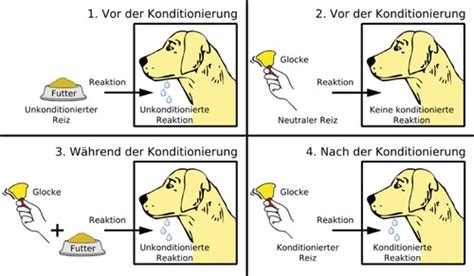 5 Lerntheorien Klassisches Operantes Konditionieren Flashcards Quizlet