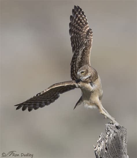 The Impressively Long-legged Burrowing Owl – Feathered Photography