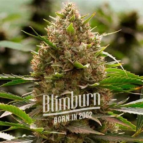 Amnesia Hypro Buy Weed Seeds Online Free Shipping