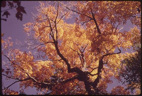 Every Native Deciduous Tree In Ontario Carroll Property Services