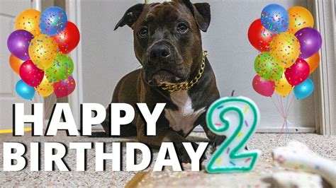 Total 96 Imagem Happy Birthday Pitbulls Vn