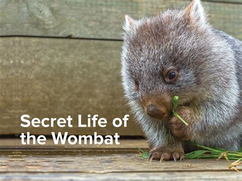 Prime Video Secret Life Of The Wombat