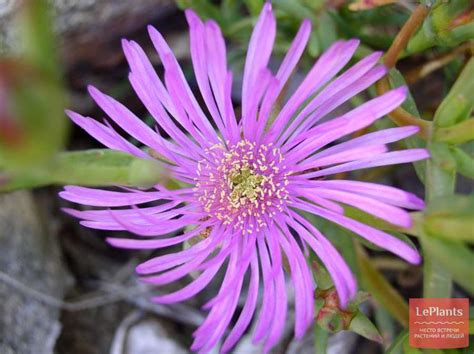 Лампрантус (Lampranthus) — описание, выращивание, фото | на LePlants.ru