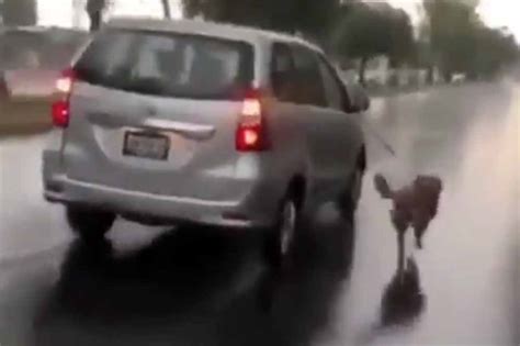 Perro arrastrado en Puebla Poblanerías en línea