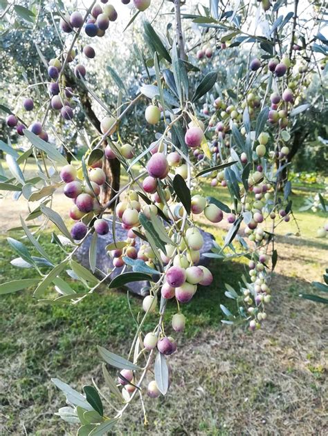 La Morfologia Dell Olivo Stocker Garden