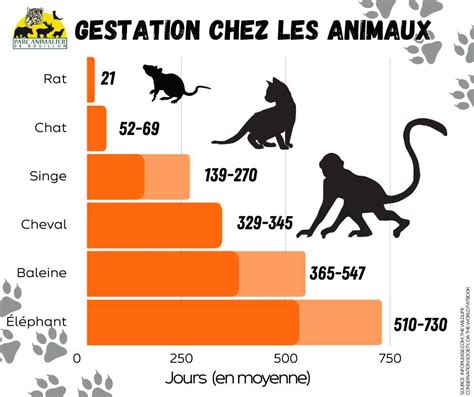 Quels animaux ont la plus longue gestation éléphant baleine Legit ng