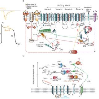 Cardiac Voltagegated Ltype Calcium Channel Cav1 2 And Ryr2