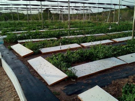 Cómo montar una granja de caracoles Consejos y recursos para ayudarte