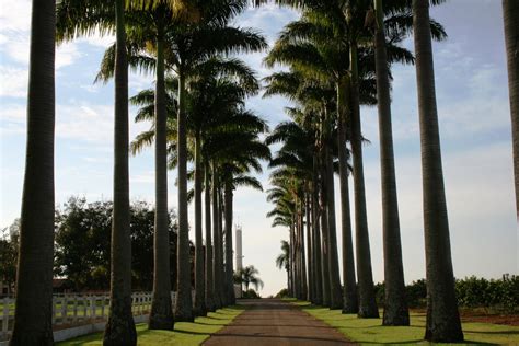 PORTAL DAS PALMEIRAS ESPÉCIES DE PALMEIRA IMPERIAL