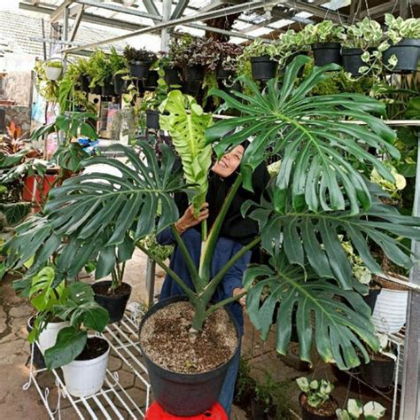 Jual Tanaman Hias Monstera King Giant Monstera Giant Dewasa XL