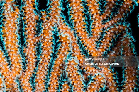 Gorgonian Coral High-Res Stock Photo - Getty Images