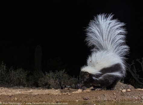 Hooded Skunk Photo - Photo Blog - Niebrugge Images