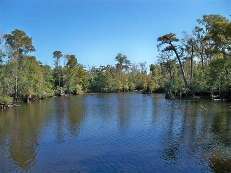 A View From Becks Lake A Large Bayou Located On The Escambia River