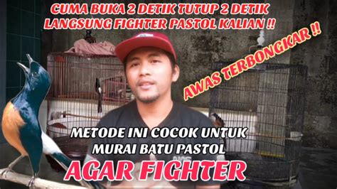 CARA PERAWATAN MURAI BATU PASTOL AGAR FIGHTER YouTube