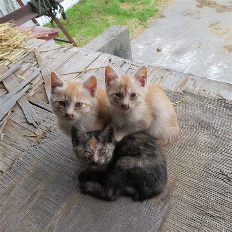 Japanese kittens by eye-of-tengri on DeviantArt