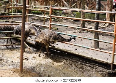 1,090 Ostrich In Cage Images, Stock Photos & Vectors | Shutterstock