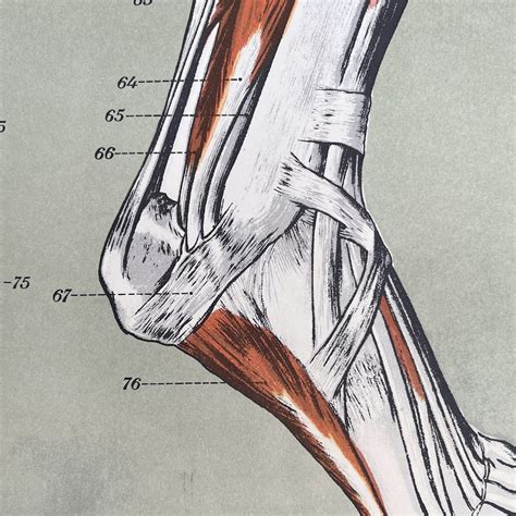 american frohse max brodel muscular system anatomy chart