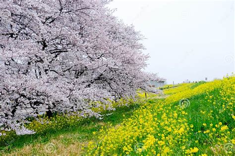 Cherry Blossom Tunnel And Fields Of Yellow Flowering Nanohana At Kumagaya Arakawa Ryokuchi Park