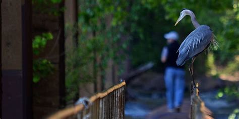 Caminatas por la naturaleza y rutas de senderismo escénicas para todos